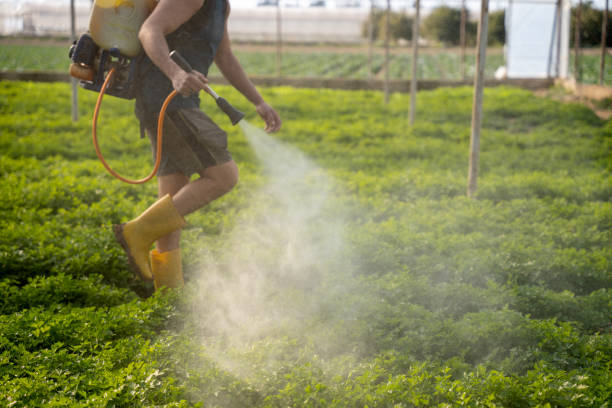 Best Insect Control  in Gila Bend, AZ